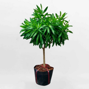 Cây trúc bách hợp bầu đất